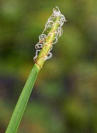 Eleocharis quadrangulata image