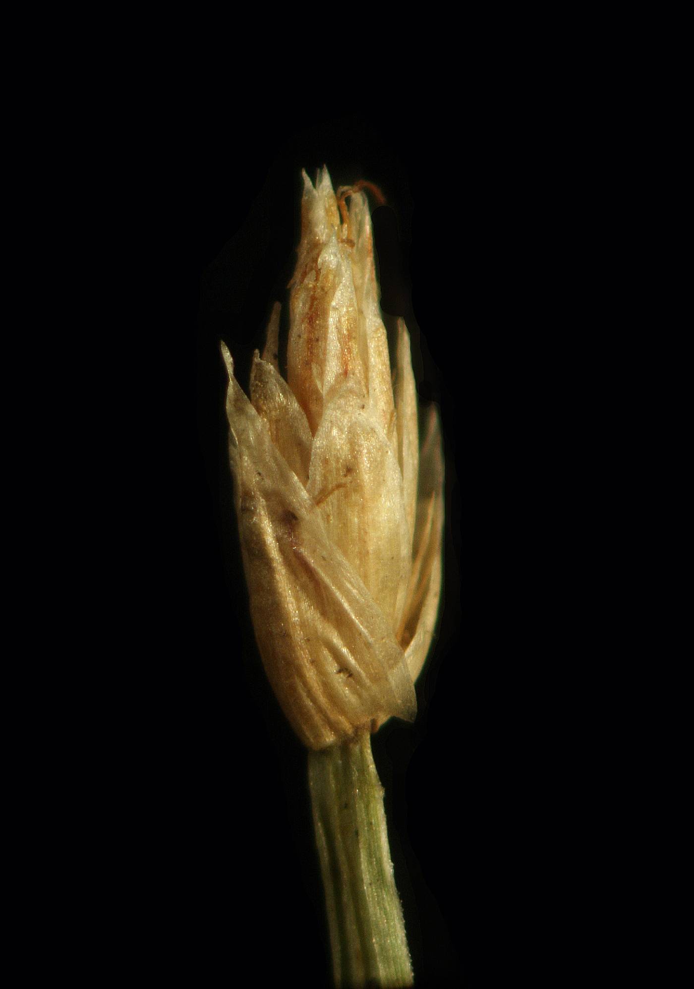 Eleocharis wolfii image