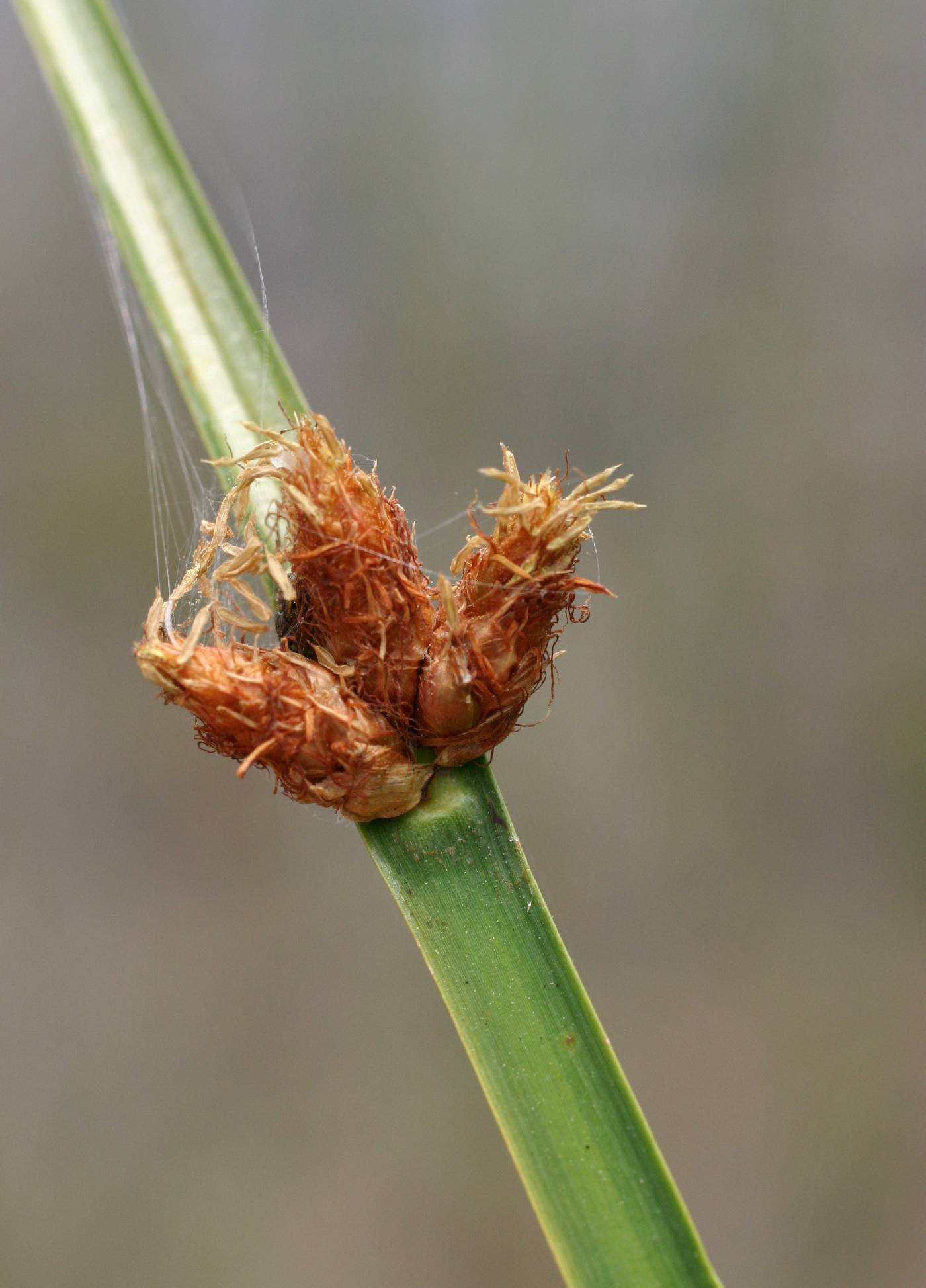 Schoenoplectus pungens image