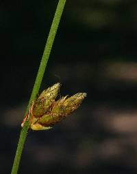 Image of Schoenoplectus torreyi