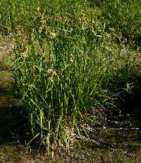 Scirpus atrovirens image