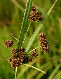 Image of Scirpus atrovirens