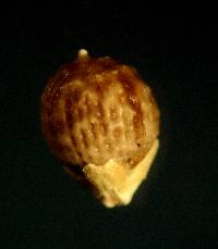 Image of Scleria reticularis