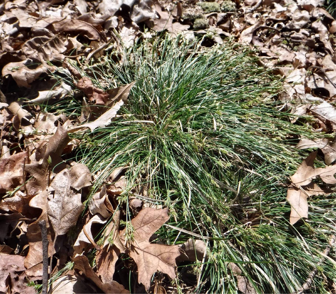 Carex albicans var. emmonsii image
