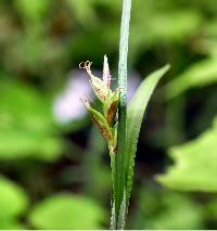 Image of Carex careyana