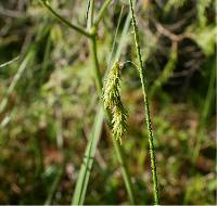 Image of Carex castanea