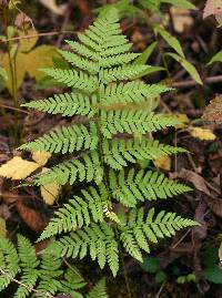 Image of Dryopteris carthusiana