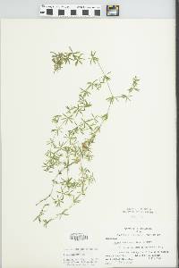 Galium concinnum image