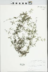 Galium obtusum image