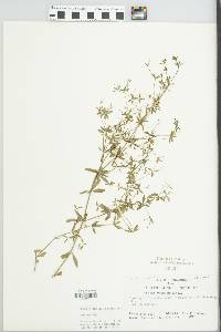 Galium obtusum image