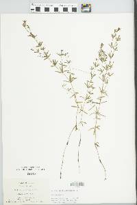 Galium obtusum image