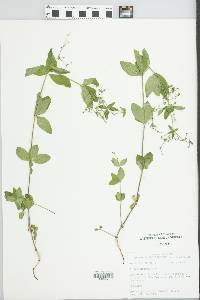 Galium circaezans image