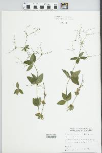 Galium circaezans image