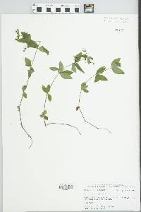 Galium circaezans image