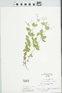 Galium circaezans image