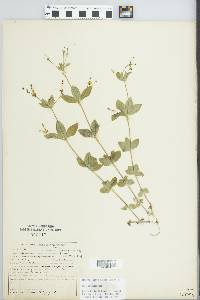 Galium circaezans image