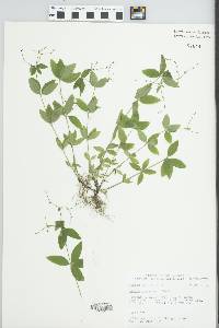 Galium circaezans image