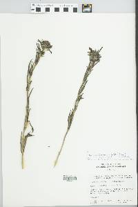 Bouvardia ternifolia image