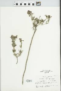 Bouvardia ternifolia image