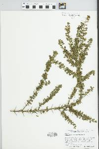 Media resource of Catesbaea melanocarpa