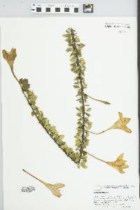 Catesbaea spinosa image