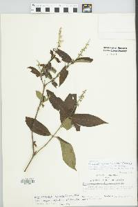 Gonzalagunia spicata image