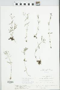 Houstonia tenuifolia image