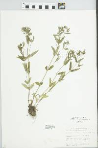 Hedyotis purpurea image