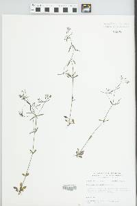 Houstonia longifolia image