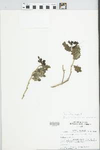 Morinda umbellata image