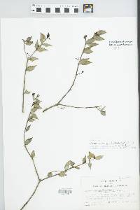 Psychotria maleolens image