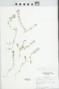 Hedyotis lancifolia image