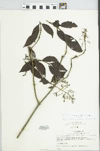 Palicourea angustifolia image