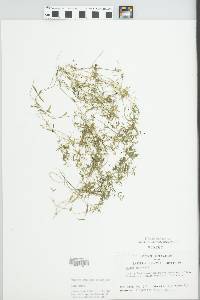 Galium trifidum image