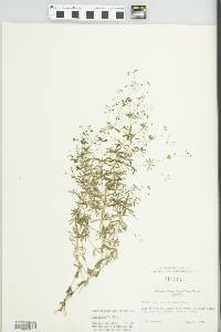 Galium concinnum image