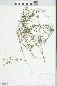 Galium hispidulum image