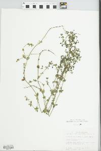 Galium hispidulum image