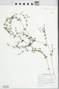 Galium hispidulum image