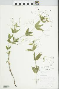 Galium latifolium image