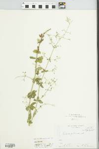 Galium pilosum image