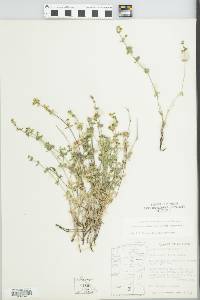 Galium serpenticum image
