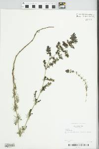 Galium verum image