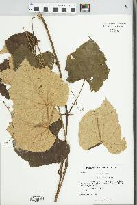 Vitis labrusca image