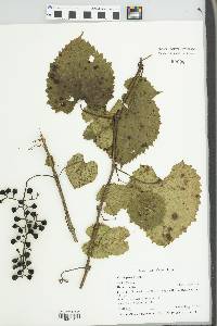 Vitis vulpina image