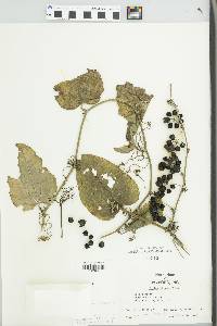 Smilax tamnoides image