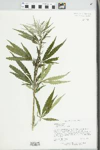 Cannabis sativa image