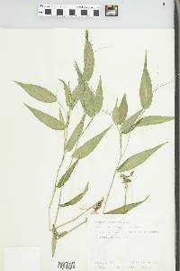 Panicum clandestinum image