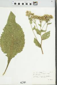 Parthenium integrifolium image