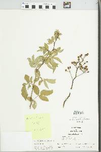 Rosa multiflora image