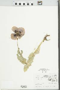 Papaver rhoeas image